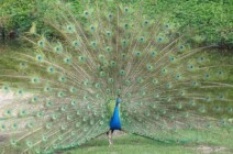 Pfauenrad pfauenrad-1