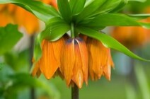 Pflanzenwelt im Schlosspark