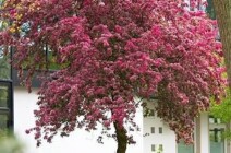 Pflanzenwelt im Schlosspark