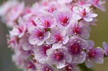 Pflanzenwelt im Schlosspark