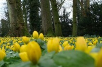 Der Schlosspark im Frühling schlosspark-im-fruehling-3