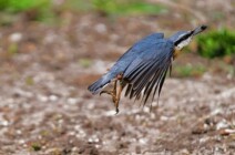 Tierwelt im Schlosspark