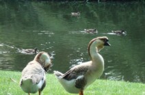 Tierwelt im Schlosspark tierwelt-im-schlosspark-1