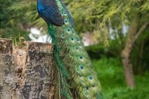 Tierwelt im Schlosspark