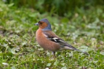 Tierwelt im Schlosspark