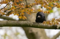 Tierwelt im Schlosspark