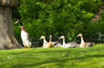 Tierwelt im Schlosspark