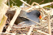 Tierwelt im Schlosspark