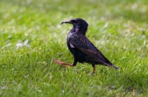 Tierwelt im Schlosspark