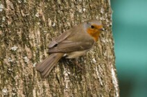 Tierwelt im Schlosspark