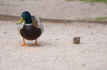 Tierwelt im Schlosspark