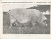 Die Kreuzung aus Marschschwein und britischem Edelschwein wurde 1904 nach Züchtungen offiziell als deutsches Edelschwein anerkannt.