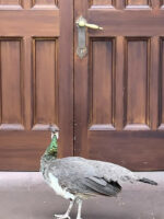 Pfau vor geschlossener Schlosstür im Lockdown