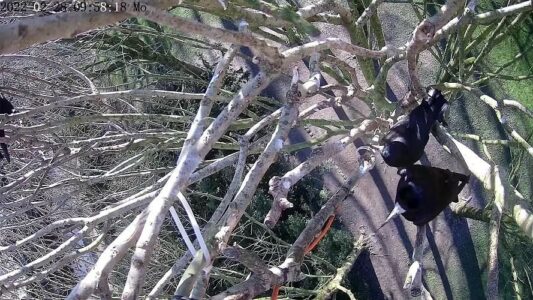 1. Ende Februar: Noch ist von einem Nest nichts zu sehen. Doch der Standort ist schon ausgewählt. Es ist derselbe wie in den Vorjahren.