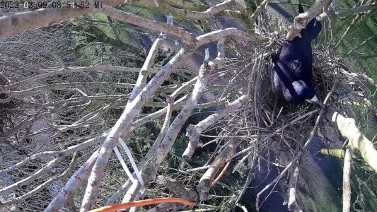 2. Auch am 9. März kann von einem richtigen Nest noch nicht die Rede sein. Immerhin: Ein Anfang ist gemacht!