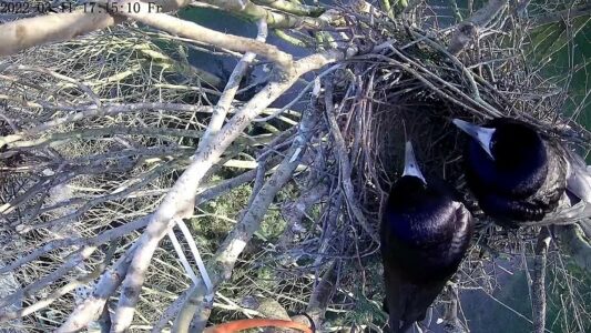 3. Am 11. März ist das Nest schon weitgehend fertig. Nur die innere Nestmulde muss noch ausgekleidet werden.
