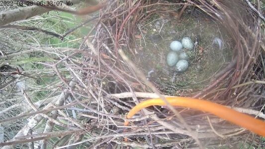 4. Ende März liegen die Eier im Nest.
