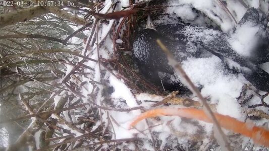5. Ein Wintereinbruch am 31. März lässt bei manchen Zuschauern Sorge um den Verlauf der Brut aufkommen. Doch die Schneebedeckung des brütenden Weibchens verdeutlicht die hervorragenden temperaturisolierenden Eigenschaften des Gefieders. Die Brut ist durch den Kälteeinbruch nicht gefährdet.