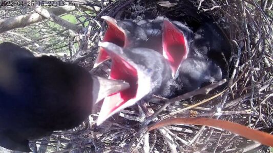 6. Von fünf geschlüpften Jungvögeln überleben drei. Eifrig sperren sie die Schnäbel auf, wenn ein Elternvogel mit Futter erscheint. Die intensive Rotfärbung des Rachens ist für die Altvögel ein Schlüsselreiz zum Hineinstopfen von Nahrung.