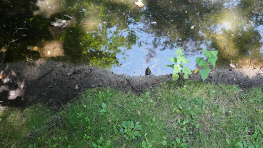 Abb. 2 Dürreperioden lassen den Wasserstand der Schlossgraft sinken – Freisetzung von Toxinen.