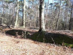 Wald<br />
©Dr. Annette Siegmüller, NIhK c/o Landesmuseum Natur und Mensch Oldenburg<br />
JPG, 11.9 MB >><a href="https://www.schlossmuseum.de/wp-content/uploads/2024/10/wald-dr-a-siegmueller-nhk-1.jpg" target="_blank">Download</a><<