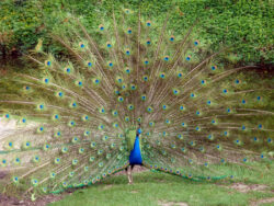 Schlosspark, Pfau<br />
© Schlossmuseum Jever<br />
JPG, 1.3 MB >><a href="https://www.schlossmuseum.de/wp-content/uploads/2025/01/Schlosspark-Pfau-Schlossmuseum-Jever.jpg" target="_blank">Download</a><<