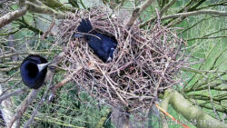 Eindrücke aus der Brutsaison 2024: Auf dem Nest während der Brut<br />
© AG Live dabei<br />
JPG, 1.2 MB >><a href="https://www.schlossmuseum.de/wp-content/uploads/2025/03/auf-dem-nest-waehrend-der-brut.jpg" target="_blank">Download</a><<