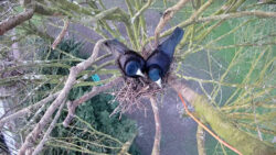 Eindrücke aus der Brutsaison 2024: Beginn des Nestbaus<br />
© AG Live dabei<br />
JPG, 0.8 MB >><a href="https://www.schlossmuseum.de/wp-content/uploads/2025/03/beginn-des-nestbaus.jpg" target="_blank">Download</a><<