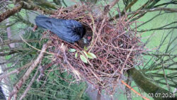 Eindrücke aus der Brutsaison 2024: Fütterung der geschlüpften Küken<br />
© AG Live dabei<br />
JPG, 1.1 MB >><a href="https://www.schlossmuseum.de/wp-content/uploads/2025/03/fuetterung-der- geschluepften-kueken.jpg" target="_blank">Download</a><<